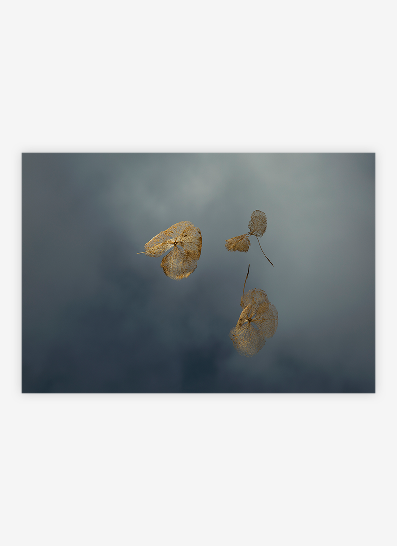 Field Study III