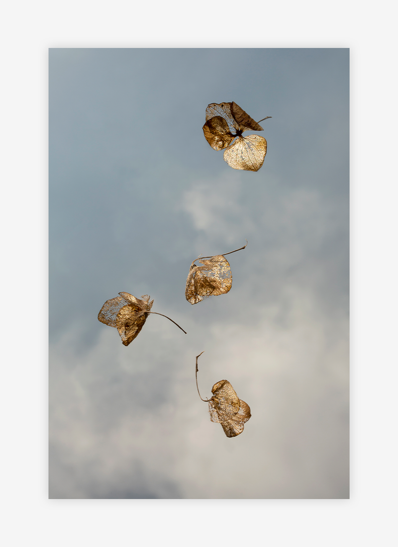 Field Study VI