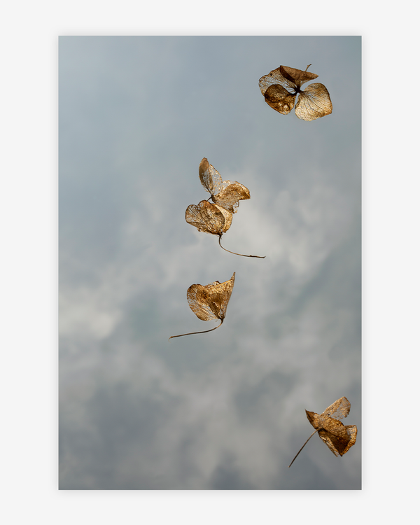 Field Study VII