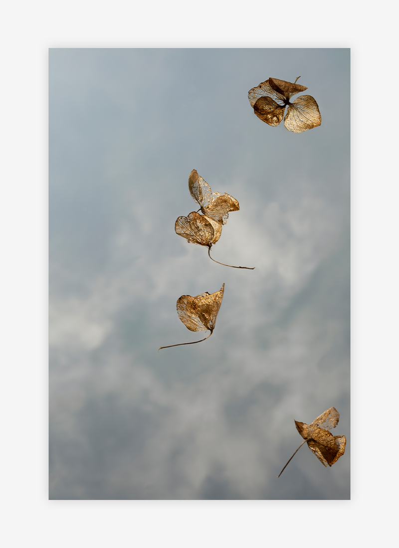 Field Study VII