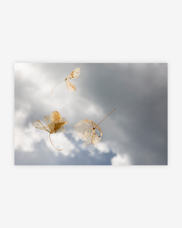 Freefall I
