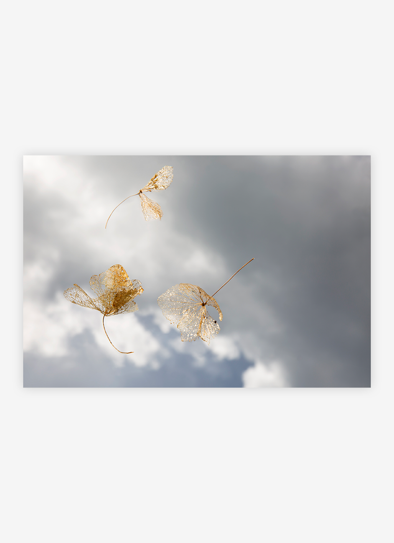 Freefall I